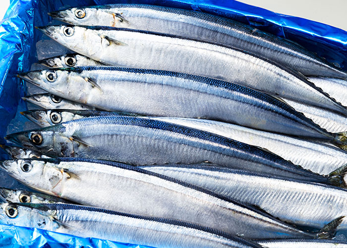 Carefully Selected Pacific Saury